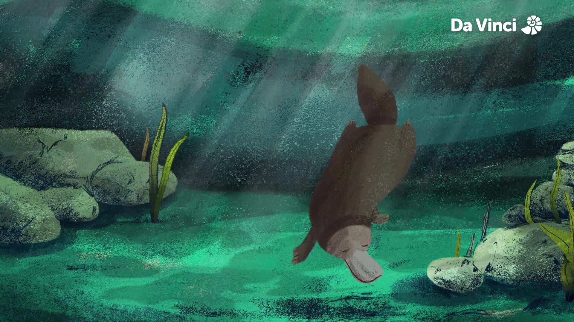 Platypuses