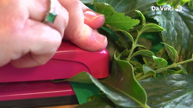 Newts - Hiding and Seeking