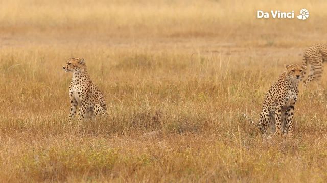 Spotted Cheetah
