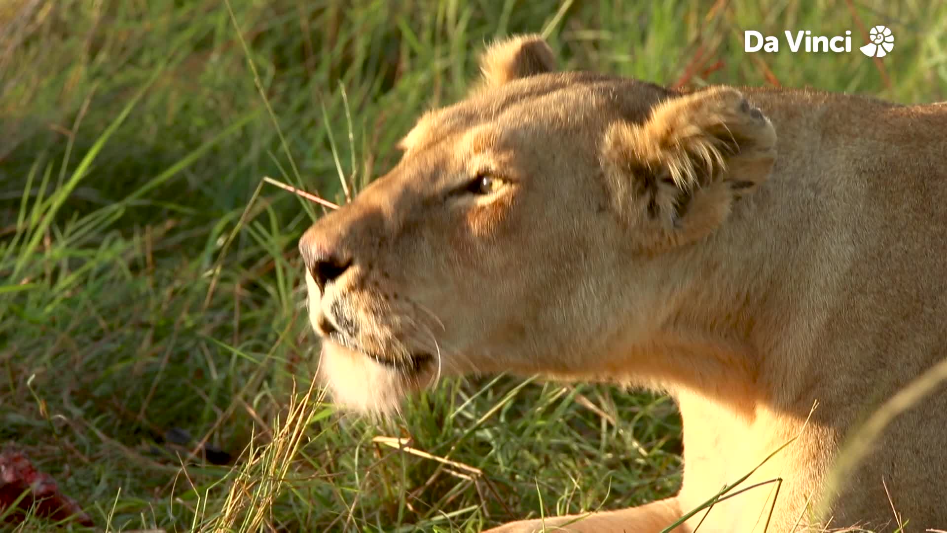 King of the Jungle: African Lion