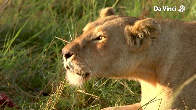 King of the Jungle: African Lion