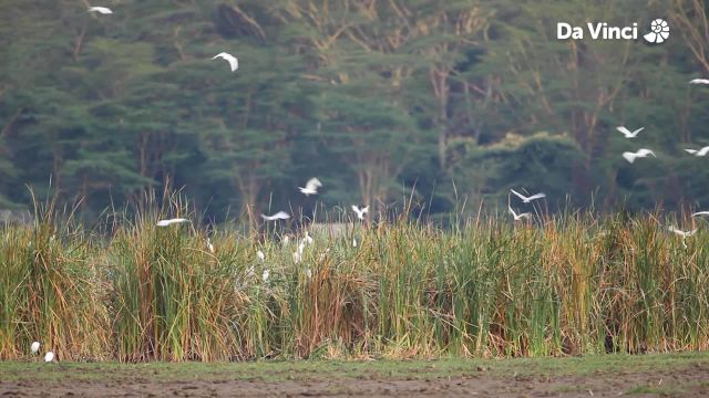 Have You Seen So Many Birds