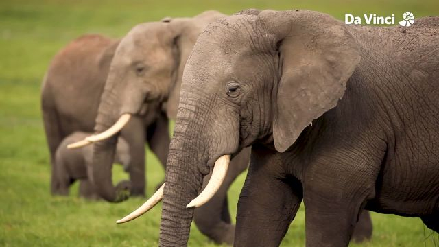 Fun World of Elephants