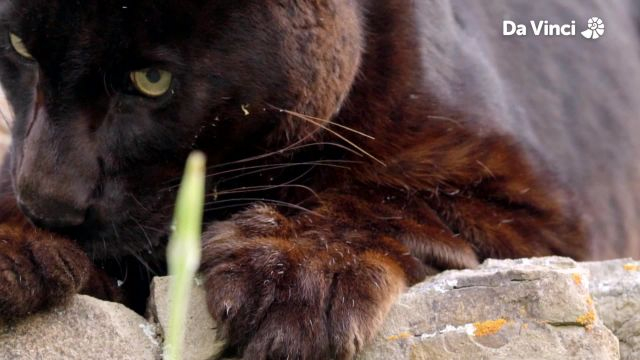 Why is This Panther Black