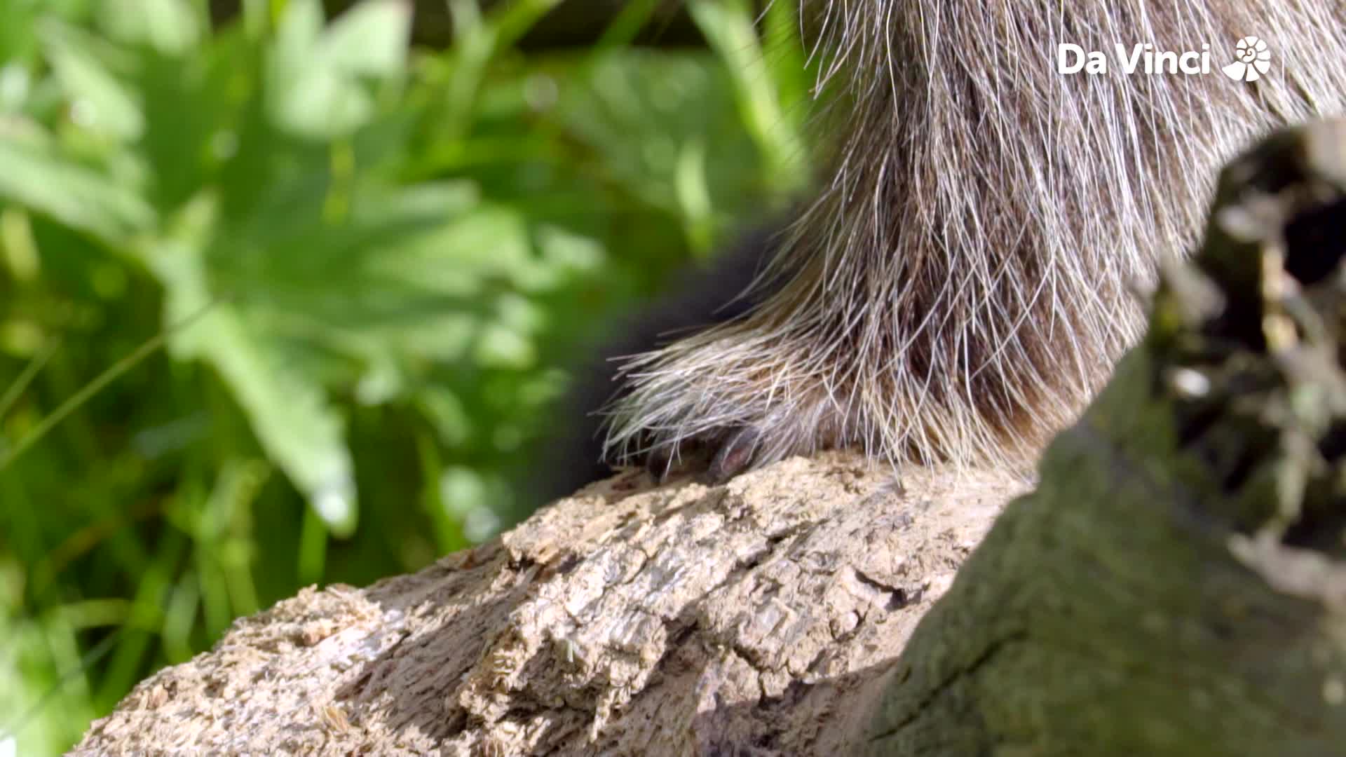 Spikey Porcupine