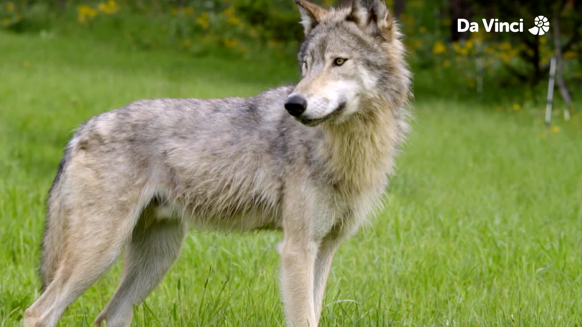 Big Bad Wolf