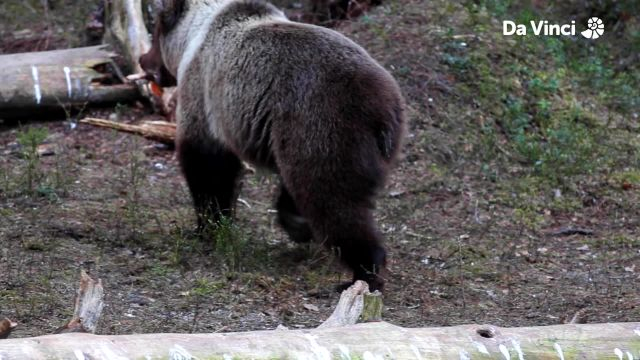 When the Bear Stands Up