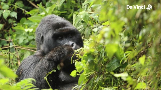 Gentle Giants Mountain Gorillas