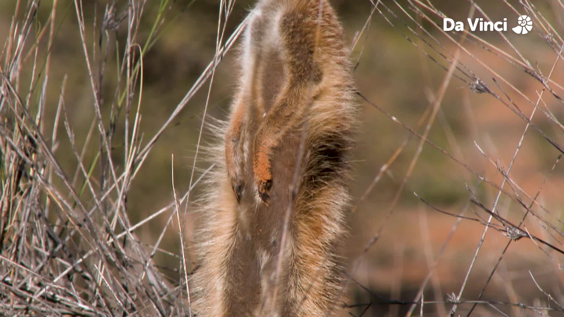 How Big is a Meerkat