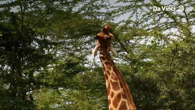 Giraffes Have Long Necks