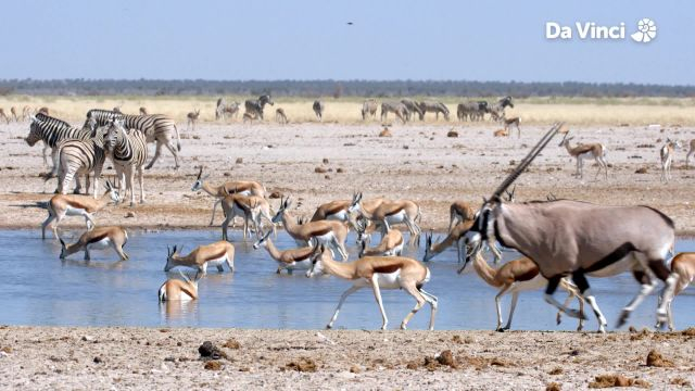 Can You Count the Springboks