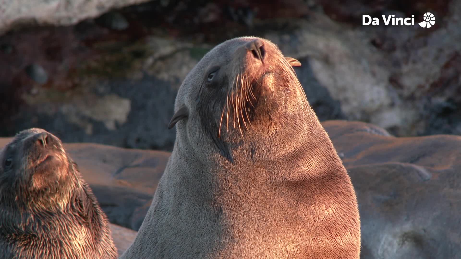 Noisy Fur Seals