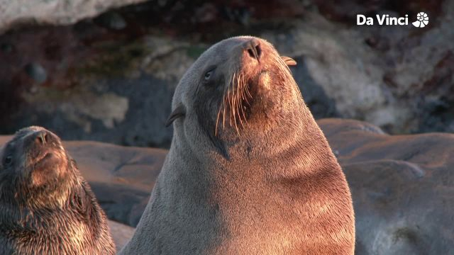 Noisy Fur Seals