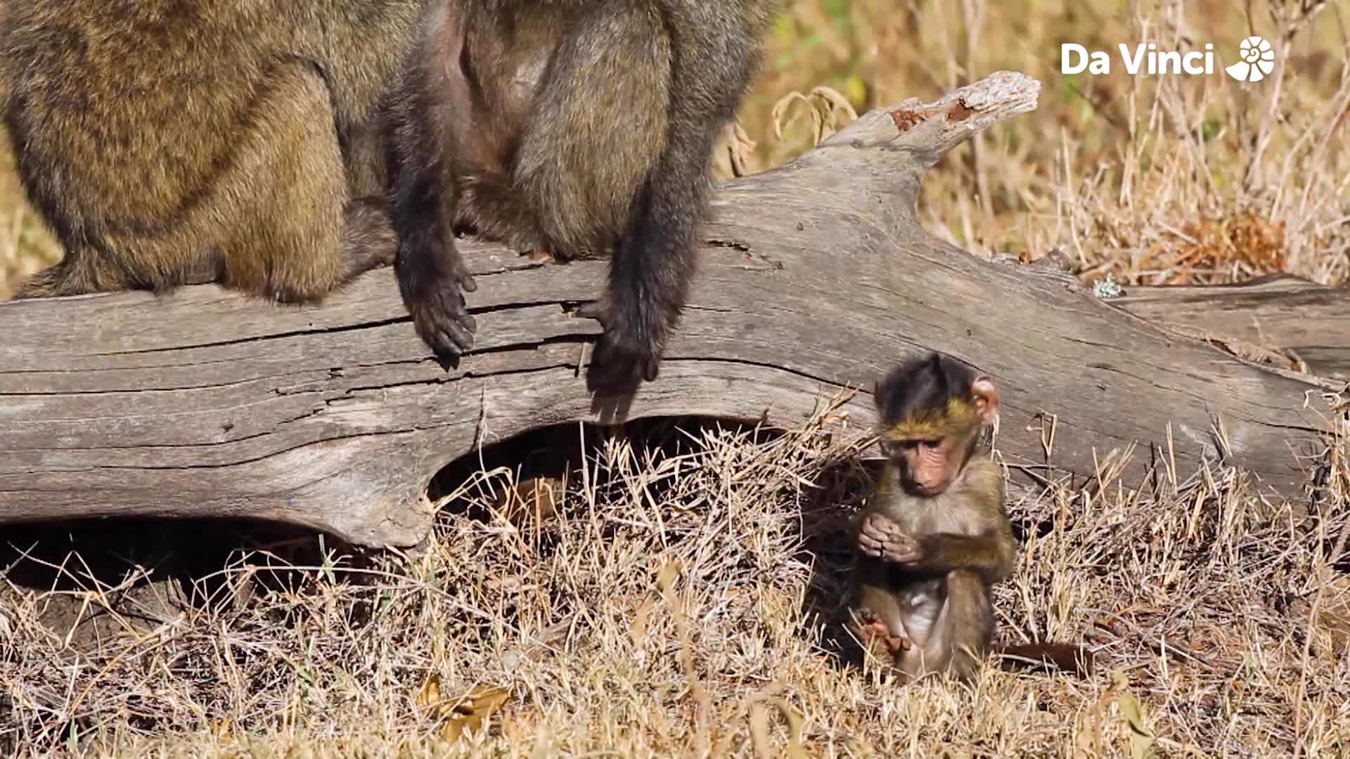 Cheeky Baboons