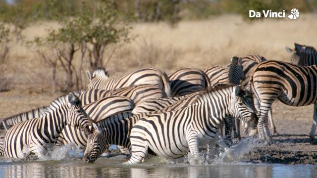 Flap Your Ears Splash the Water