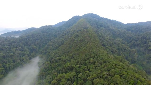 It Rains a Lot in Rainforests