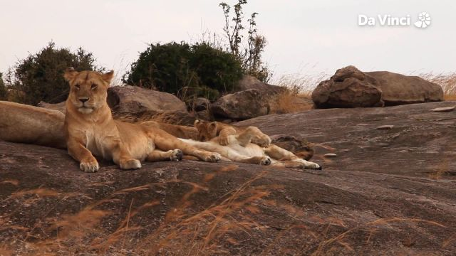 Baby Lions Want to Play