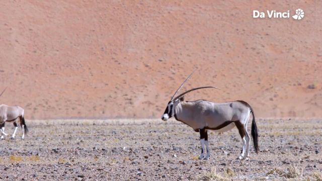 Desert with Red Sand