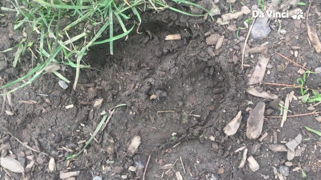 Darwin - Deer Lose their Antlers