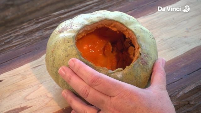 Darwin - Pumpkin Pulley