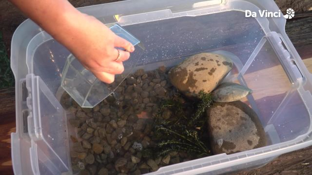 Darwin - Tadpoles Turn into Frogs