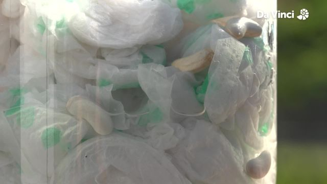 Darwin - Plants are made from Seeds